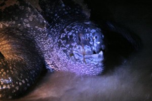 Schildpad in Galibi (bron: http://pictures.traveladventures.org/)