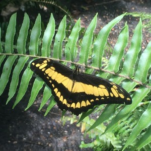 Vlinder in de vlindertuin van Neotropical Butterfly Park (foto: René Hoeflaak)