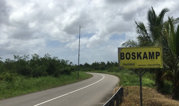 Boskamp, Saramacca, 12 maart 2018 (foto: René Hoeflaak)