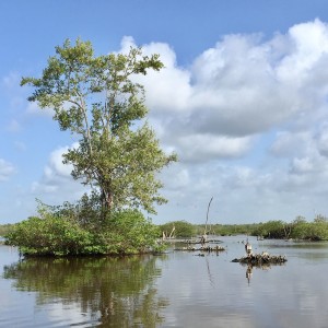 Suriname, Bigi Pan, maart 2018 (foto: René Hoeflaak)