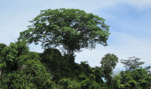 Suriname, februari 2011 (foto: René Hoeflaak)