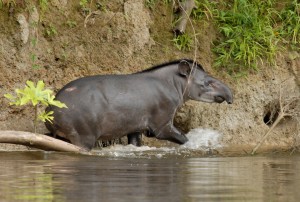 Tapir in de Surinaamse jungle (foto: René Hoeflaak)