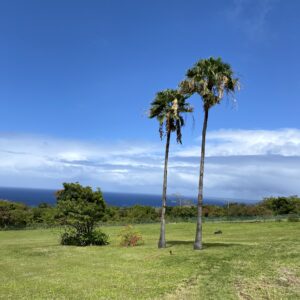 Sint-Eustatius, The Quill Gardens, maart 2022 (foto: René Hoeflaak)