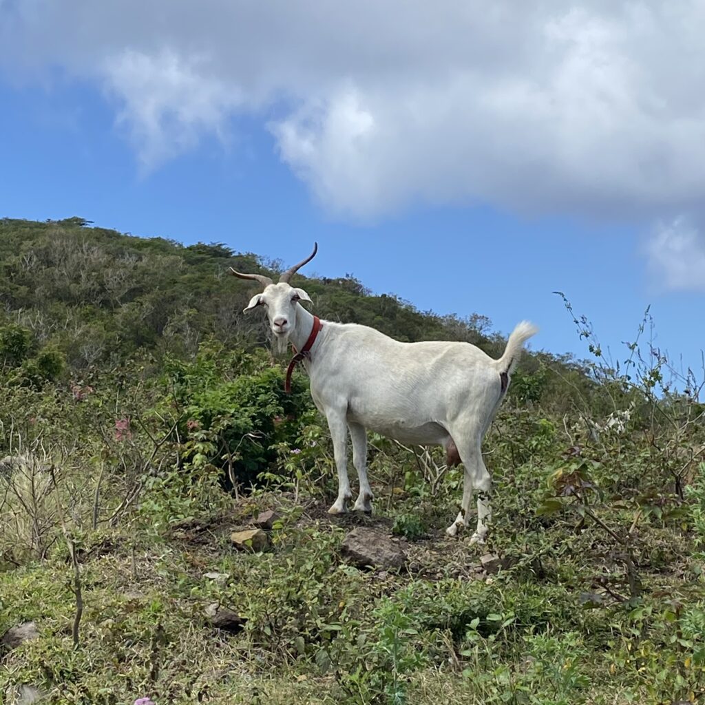 Sint-Eustatius Gestart Met De Jacht Op Loslopende Geiten - Groenroodwit