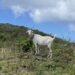 Geit op Sint-Eustatius
