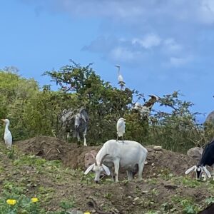 Geiten op Sint-Eustatius